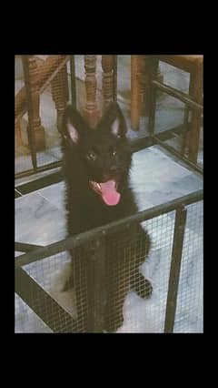 Black German shepherd male pup long coat