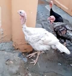 white Golden Turkey