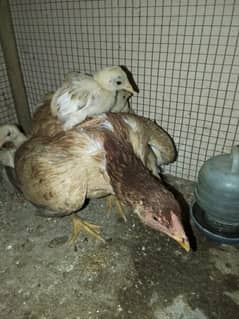 Aseel Hen for sale