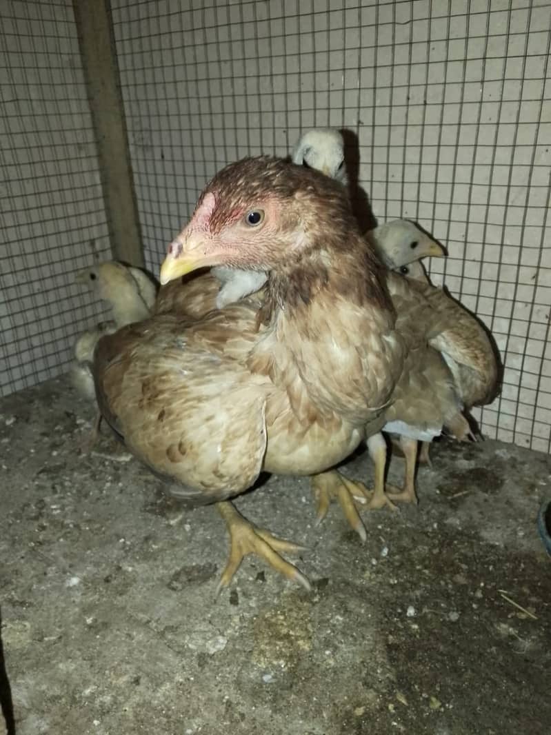 Aseel Hen for sale 2