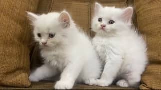 persian kitten pair triple coat