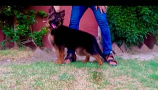 male long hair pup avilable from german import father