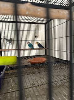 lovebirds breeder pairs and self birds for sale!!!