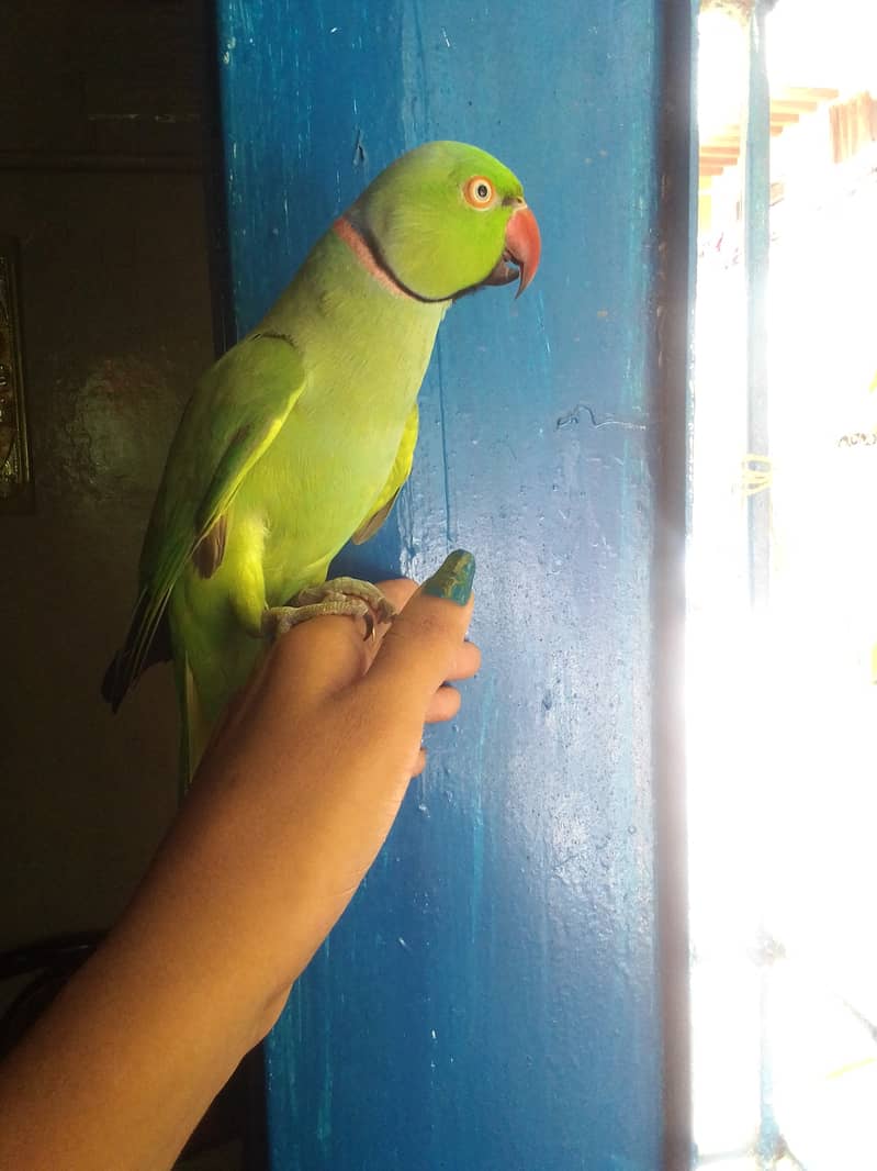 Handtame Ringneck 1