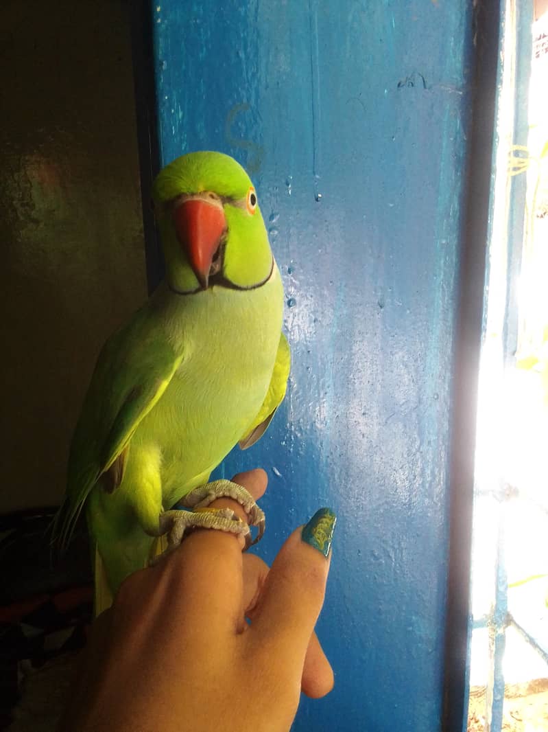 Handtame Ringneck 3