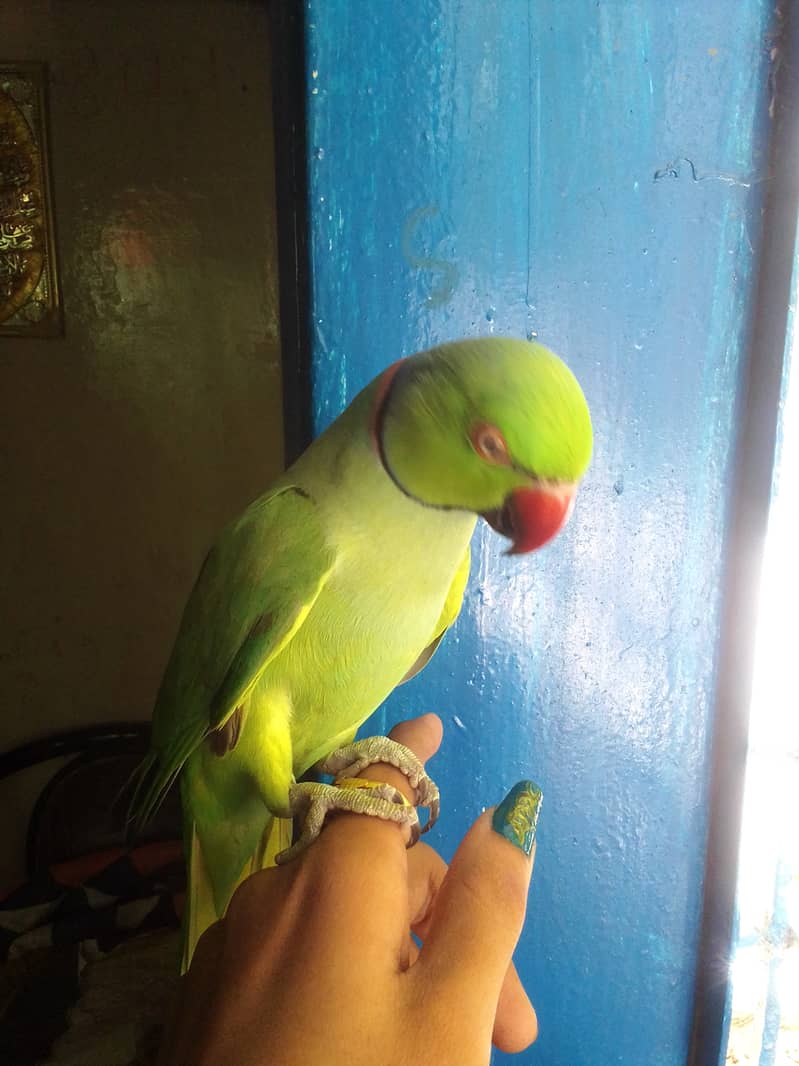 Handtame Ringneck 5