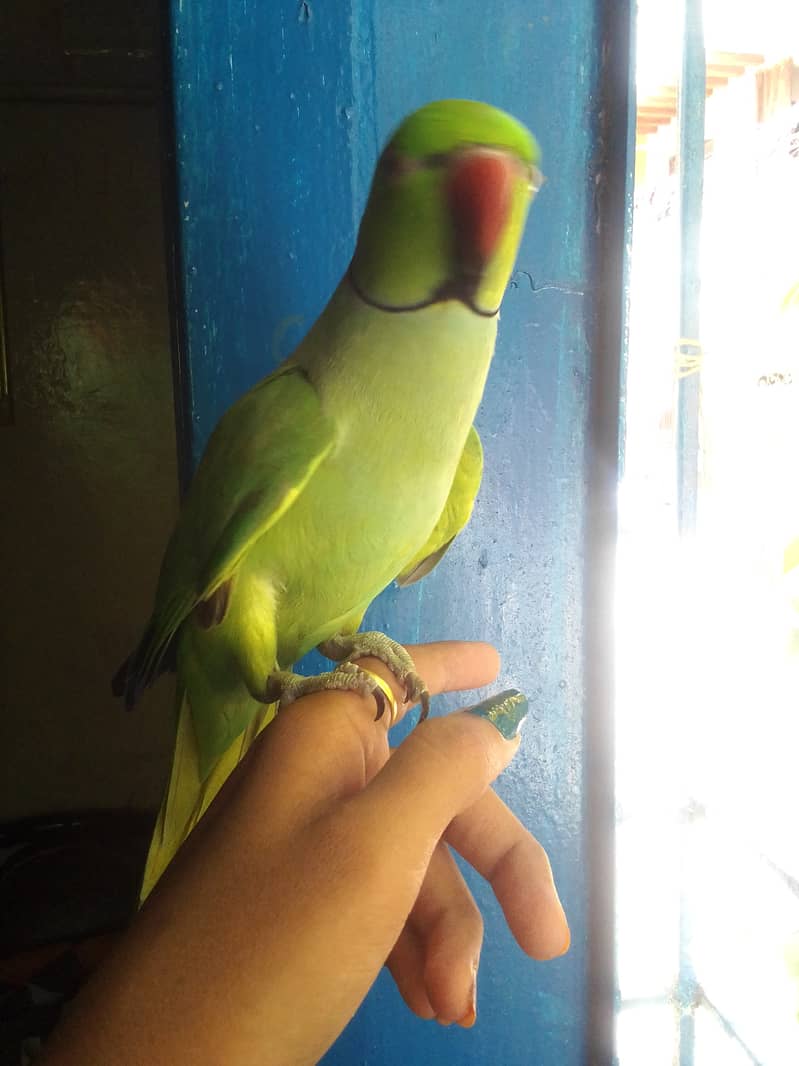 Handtame Ringneck 6