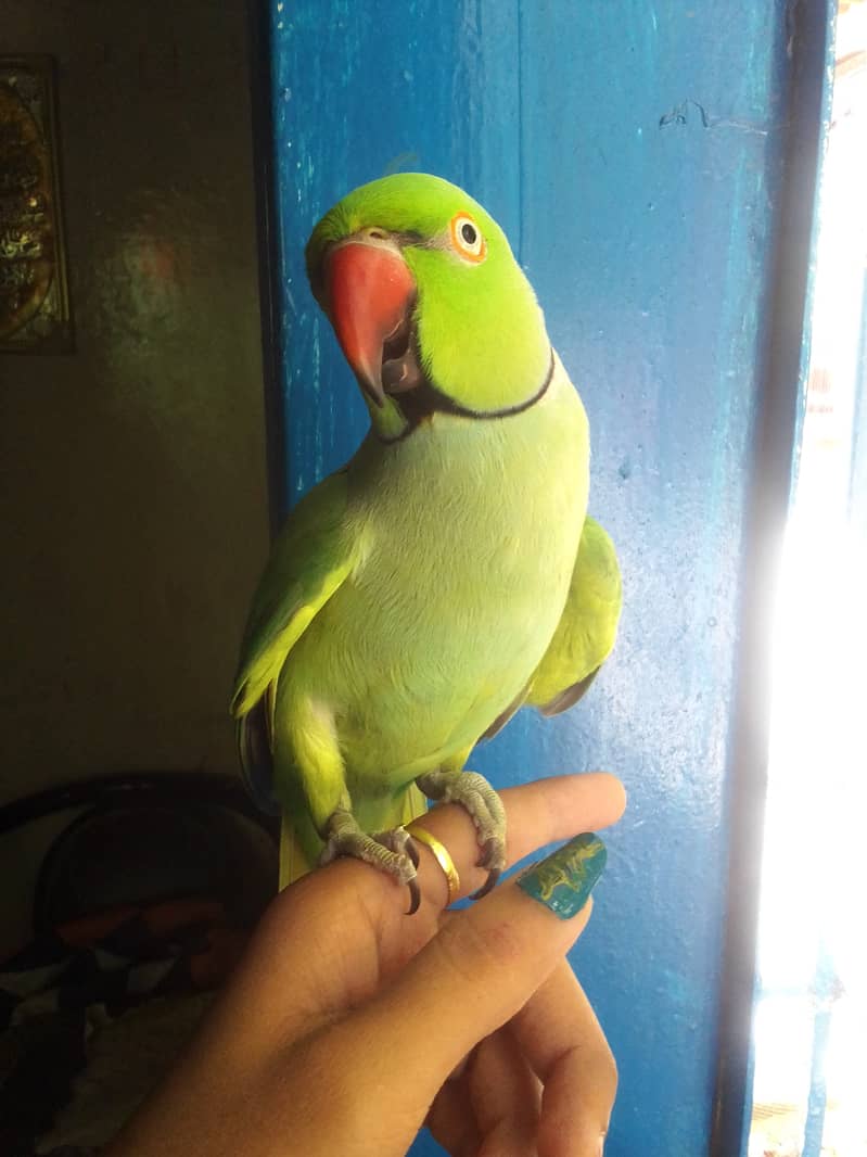 Handtame Ringneck 7