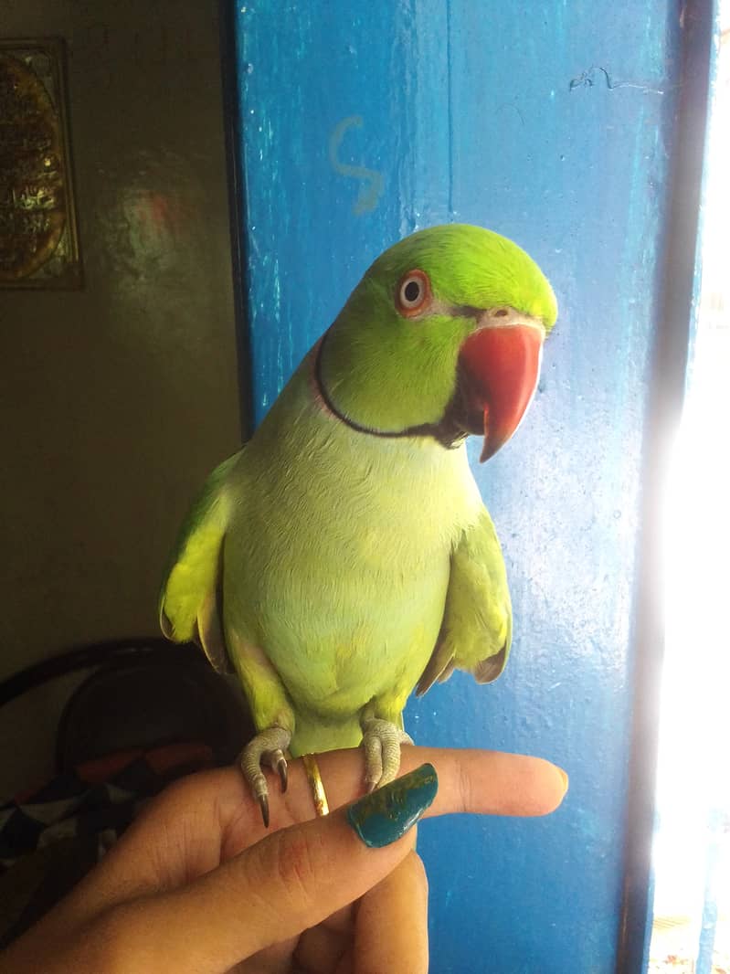 Handtame Ringneck 8