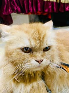 Persian cat femal sale 1.5 year age  3 coated