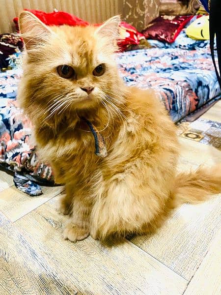 Persian cat femal sale 1.5 year age  3 coated 1