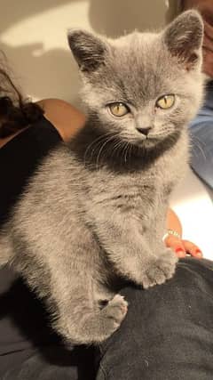 British shorthair kittens