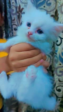 Beautiful Persion Cat for Sale