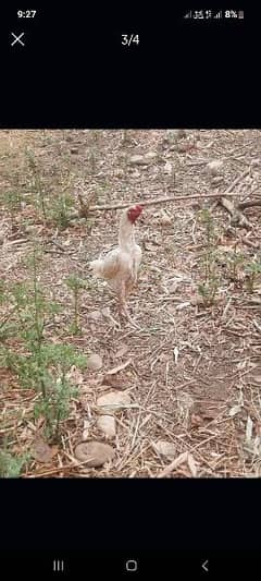 white heera male