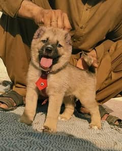 Turkish Kangal dog male age 2 month for sale 0