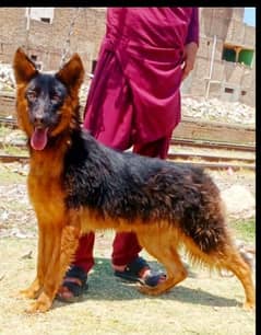 top quality gsd proper long coat  female for sale