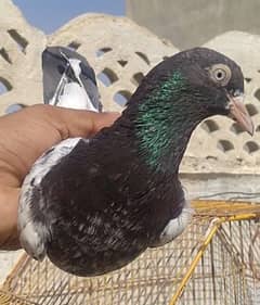 teddi golden surkhay pigeons