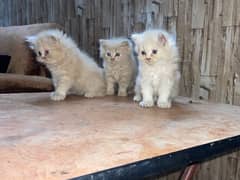 persion kittens for sale price will be negotiable .