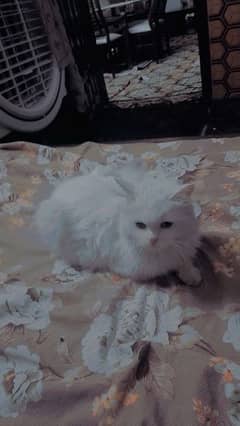 Persian cat full white femal