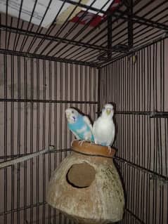 Budgies setup for sale