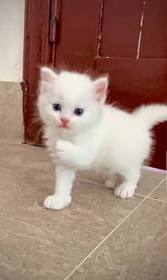 Persian Cat for sale (Whatsapp number 03267720525