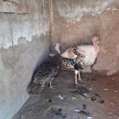 Turkey jora for sale