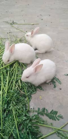 Full White rabbits 2 month