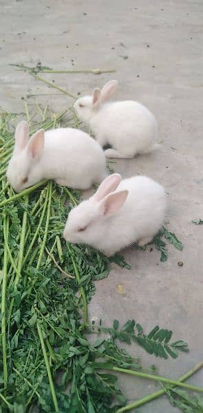 Full White rabbits 2 month 0