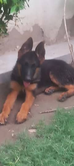 German shepherd For Sale