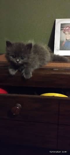 kitten