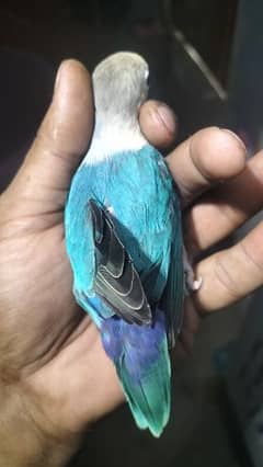 Blue fishri male for sell