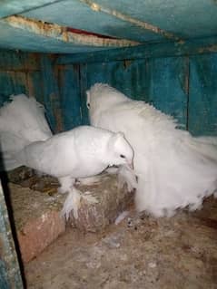 American Laka pigeon