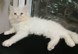 Persian  kitten