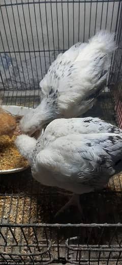 A grade chicks and lohman brown starter hens for sale