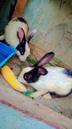 Rabbit pair for sale . khargosh for sale
