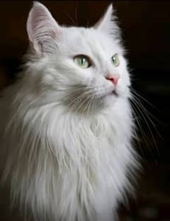 Persian cat