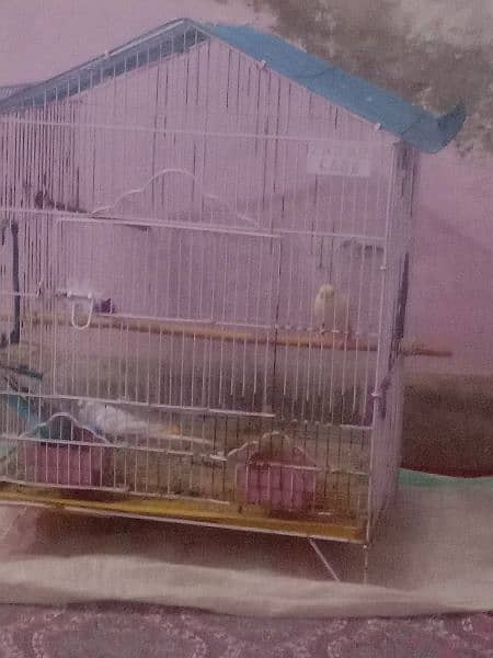 Bajri tootay for sale with cage 1