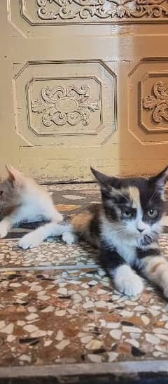Two persian cats