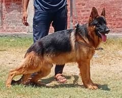 German Shepherd dubble coat male age 10 months for sale