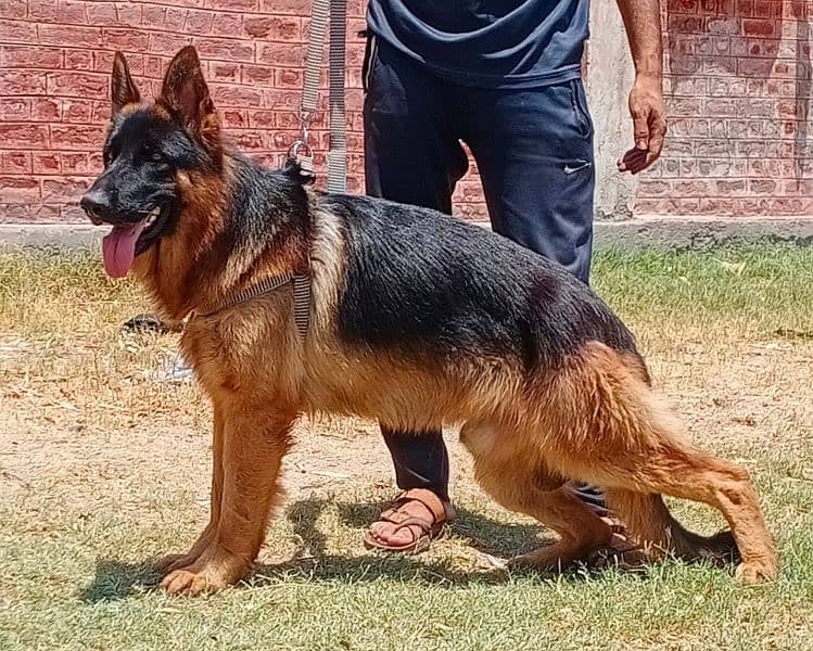 German Shepherd dubble coat male age 10 months for sale 1