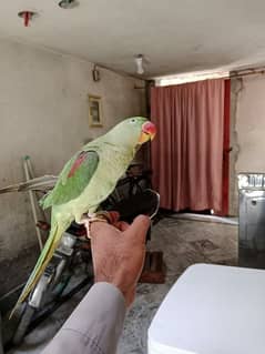 raw parrot kashmiri