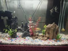 aquarium and accessories