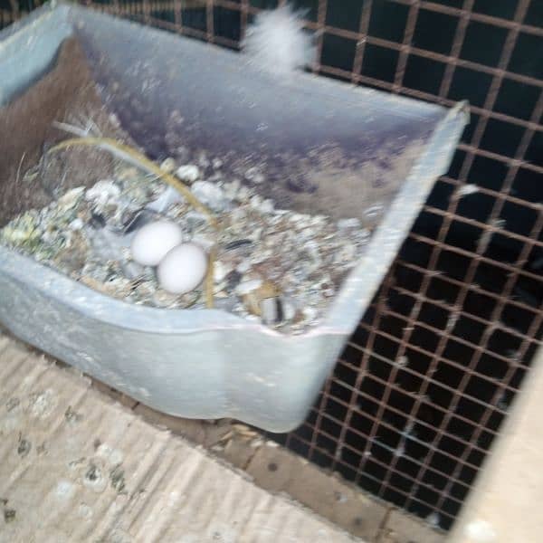 bareedr pair with chicks and eggs wood cage 2