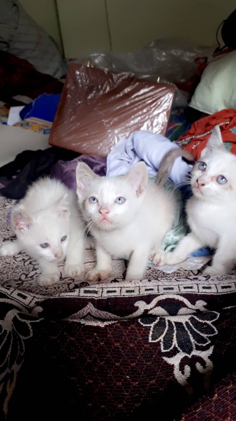 3 Adorable Mixed Siamese Kittens for Adoption 0