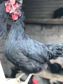 Australorp