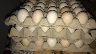 Australorp F1 Fertile Eggs