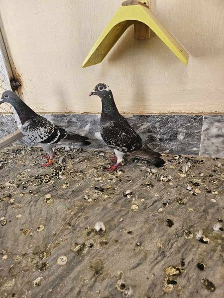 homer pigeons 1