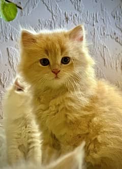 persian kitten