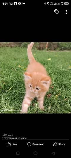 Persian kitten 48 days