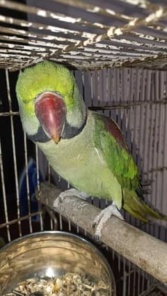 Raw Parrot healthy and full activ